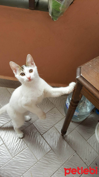 Tekir Kedi, Kedi  Piyo fotoğrafı