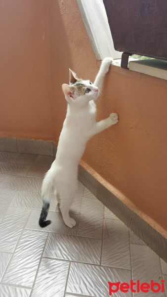 Tekir Kedi, Kedi  Piyo fotoğrafı