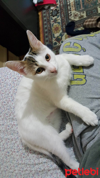 Tekir Kedi, Kedi  Piyo fotoğrafı