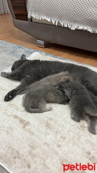 British Shorthair, Kedi  Şila fotoğrafı