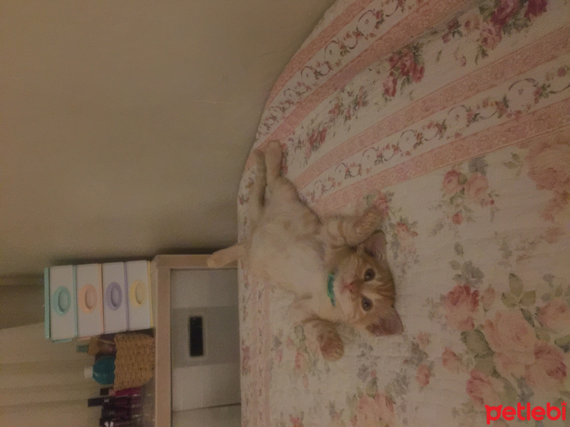 Tekir Kedi, Kedi  limon fotoğrafı