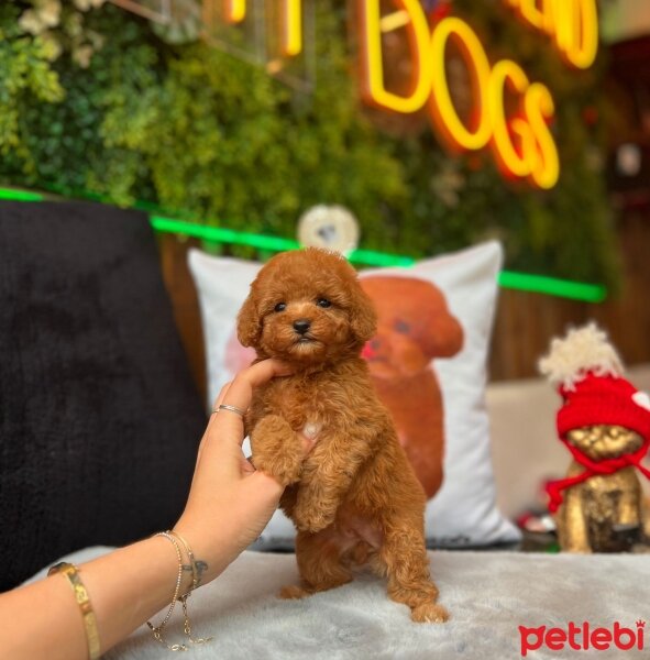 Poodle (Minyatür Kaniş), Köpek  Toy poodle fotoğrafı