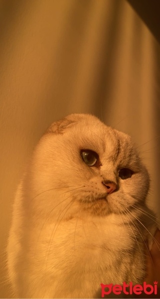 Scottish Fold, Kedi  Pamuk fotoğrafı