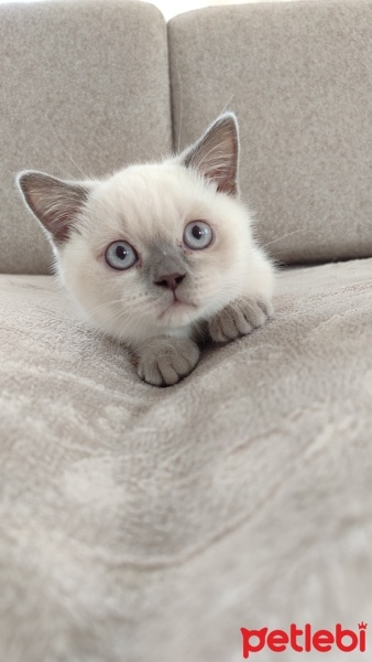 Scottish Fold, Kedi  Lokum fotoğrafı
