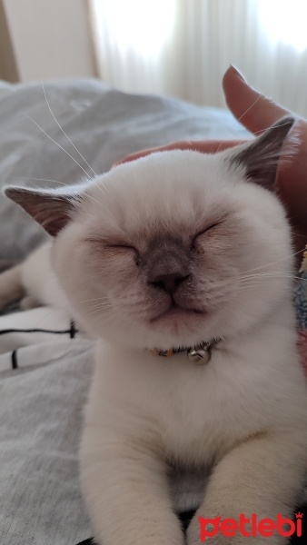 Scottish Fold, Kedi  Lokum fotoğrafı