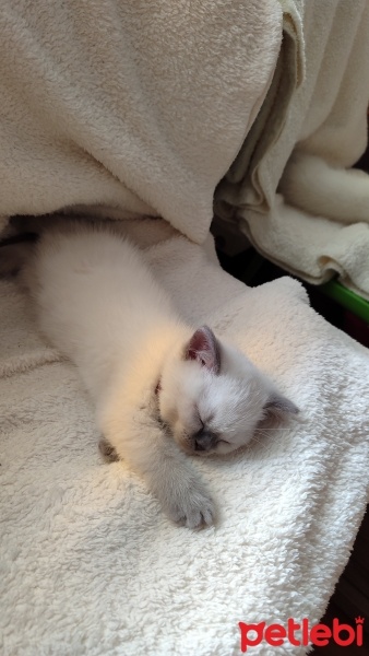 Scottish Fold, Kedi  Lokum fotoğrafı