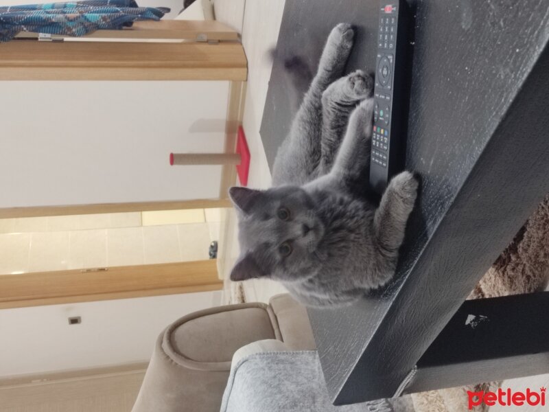 British Shorthair, Kedi  Paris fotoğrafı