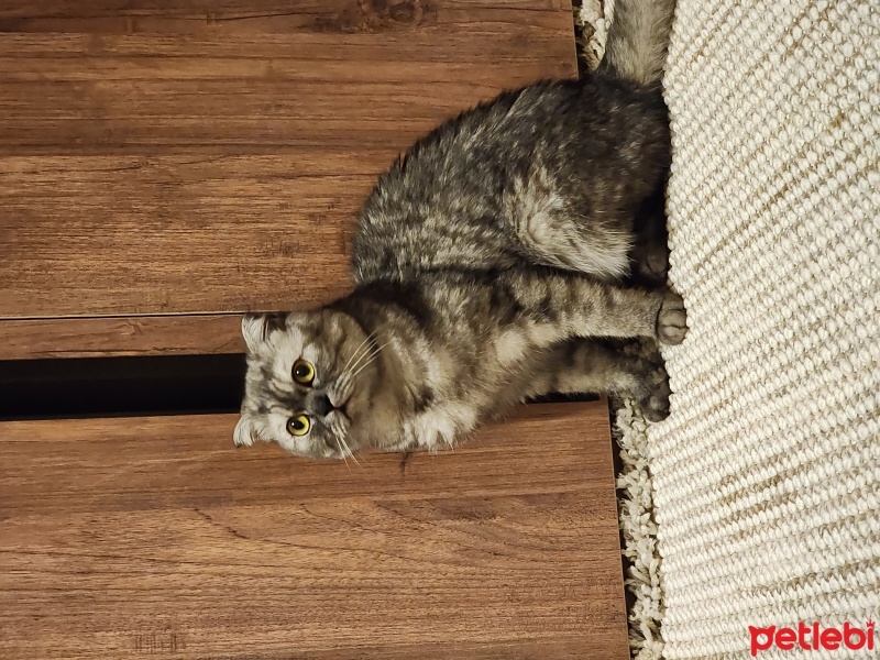Scottish Fold, Kedi  Luna fotoğrafı