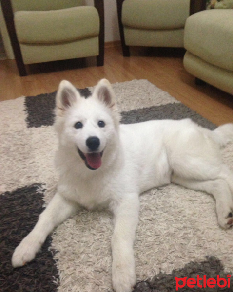 Samoyed, Köpek  köpük fotoğrafı