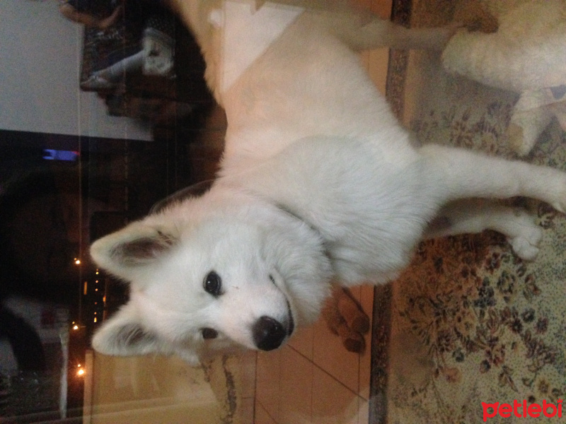 Samoyed, Köpek  köpük fotoğrafı