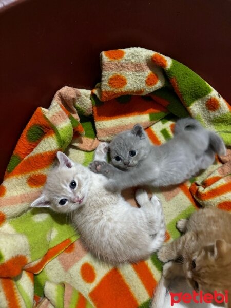 Scottish Fold, Kedi  Scottish fotoğrafı