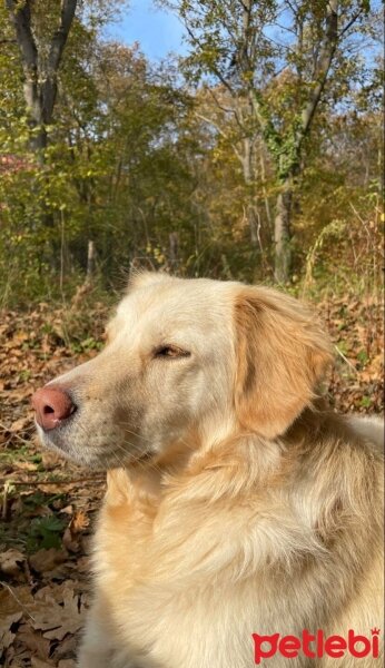 Golden Retriever, Köpek  Gofret fotoğrafı