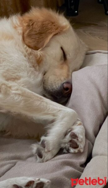 Golden Retriever, Köpek  Gofret fotoğrafı