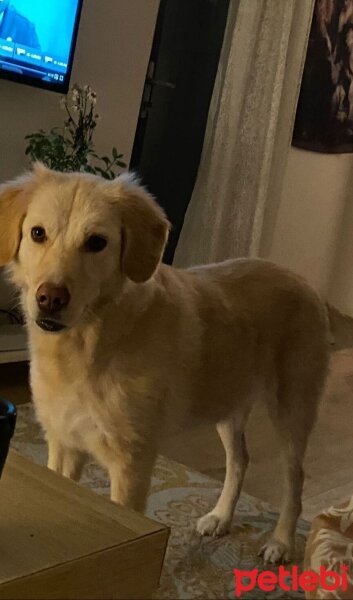 Golden Retriever, Köpek  Gofret fotoğrafı