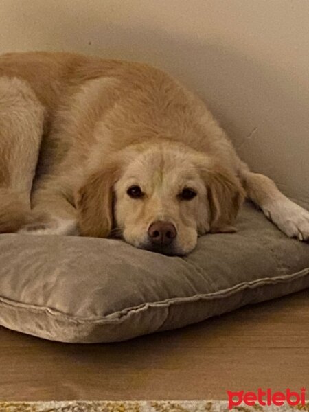 Golden Retriever, Köpek  Gofret fotoğrafı