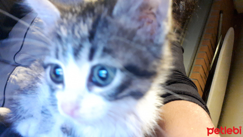 Tekir Kedi, Kedi  Minik fotoğrafı