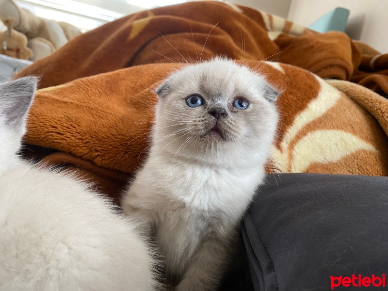 Scottish Fold, Kedi  Mertens,ikardi,barış alper yılmaz fotoğrafı