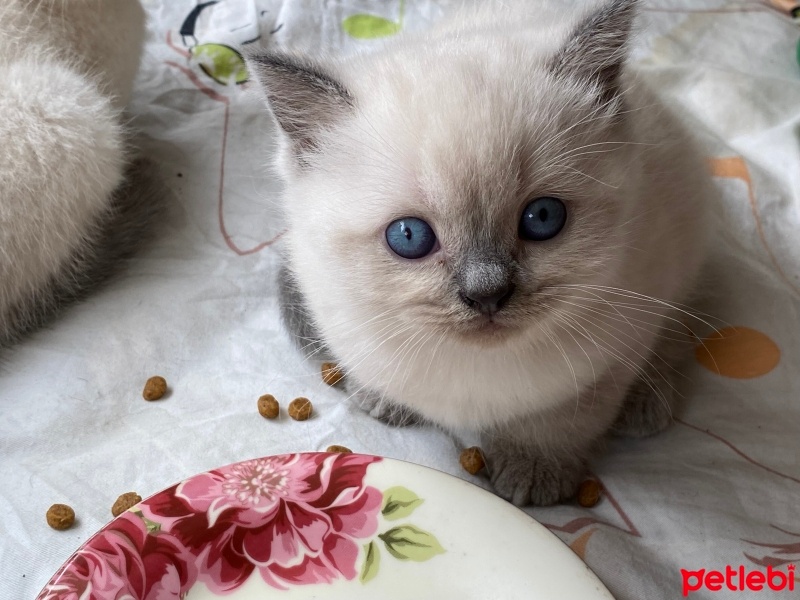 Scottish Fold, Kedi  Mertens,ikardi,barış alper yılmaz fotoğrafı