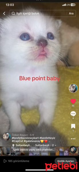 Scottish Fold, Kedi  Mertens,ikardi,barış alper yılmaz fotoğrafı