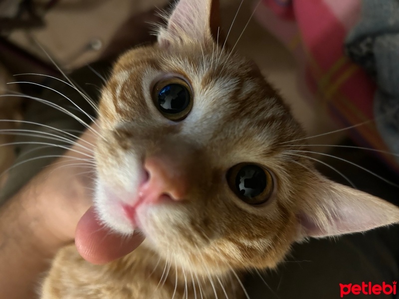 Sarman, Kedi  Pumpkin fotoğrafı