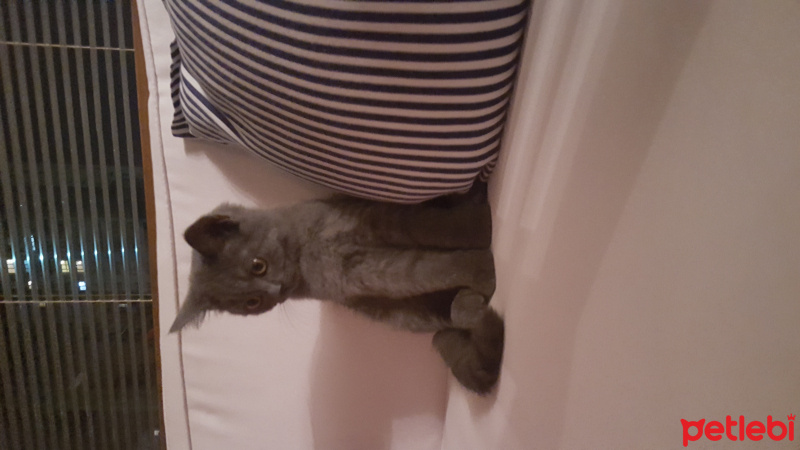 British Shorthair, Kedi  Remzibey fotoğrafı