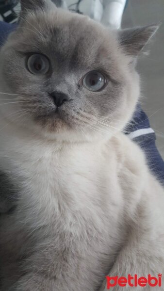 British Shorthair, Kedi  sakız fotoğrafı