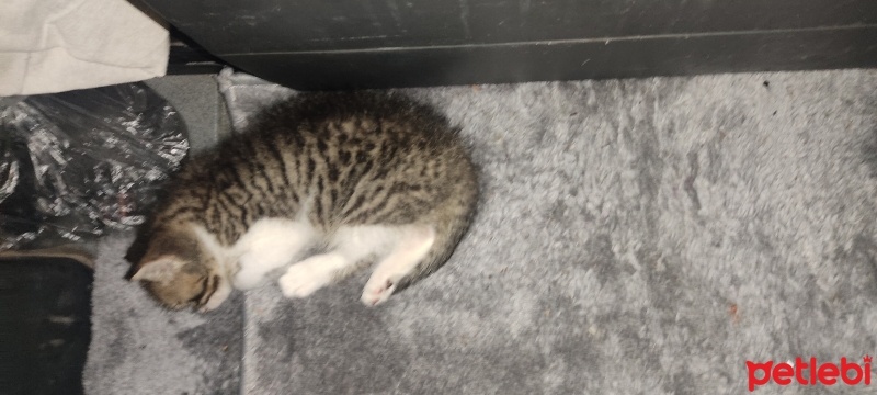 Tekir Kedi, Kedi  Astra(ücretsiz) fotoğrafı