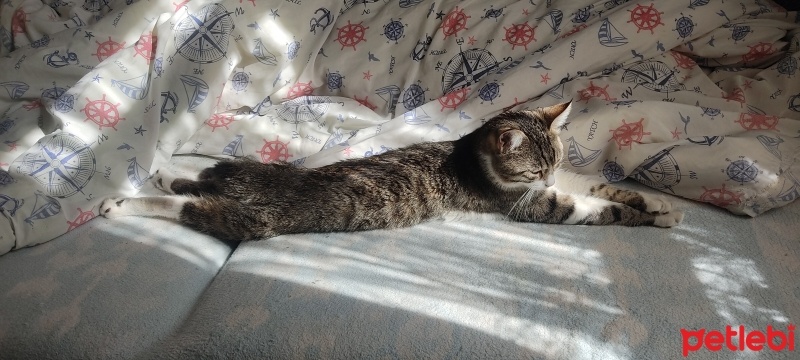 Tekir Kedi, Kedi  Astra(ücretsiz) fotoğrafı