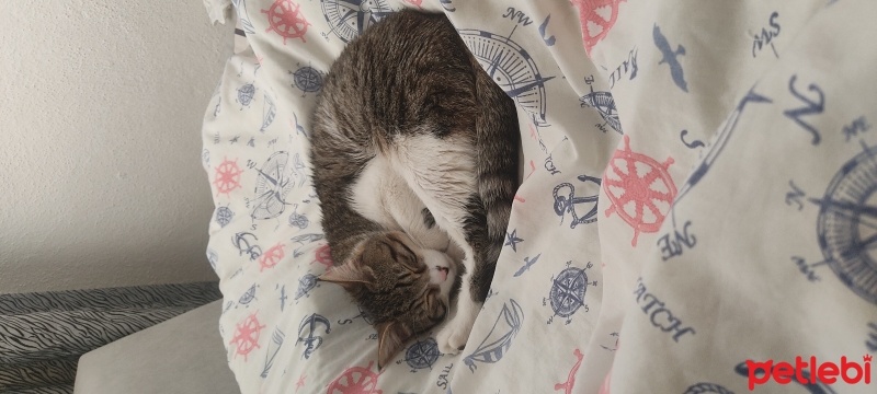 Tekir Kedi, Kedi  Astra(ücretsiz) fotoğrafı