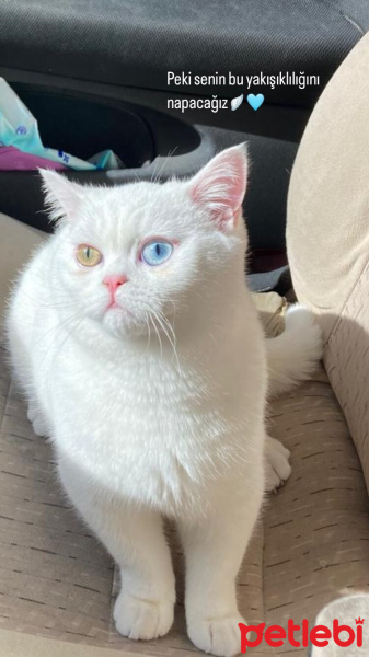 British Shorthair, Kedi  Pofi fotoğrafı