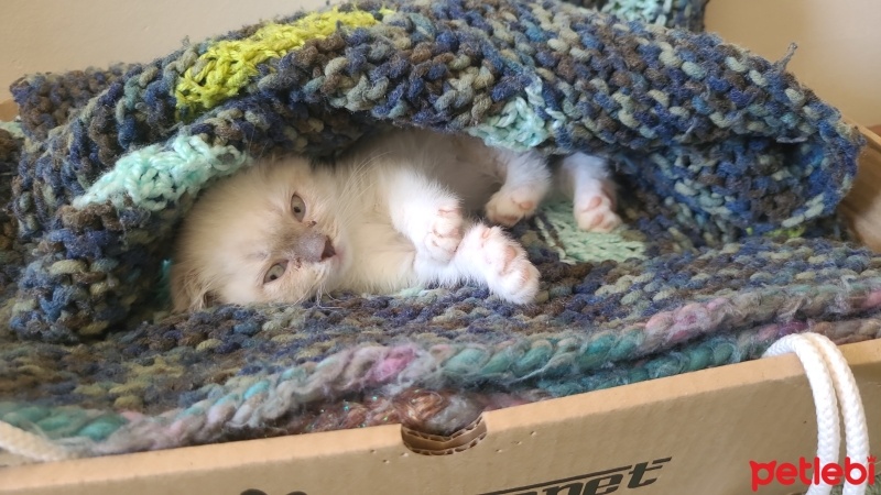 Scottish Fold, Kedi  Badem fotoğrafı