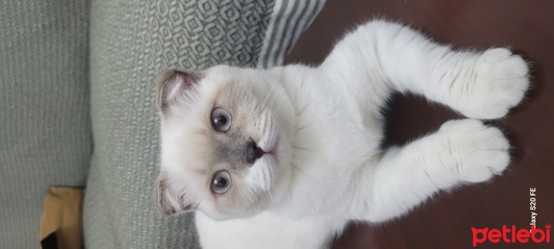 Scottish Fold, Kedi  Badem fotoğrafı