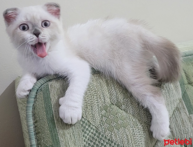 Scottish Fold, Kedi  Badem fotoğrafı
