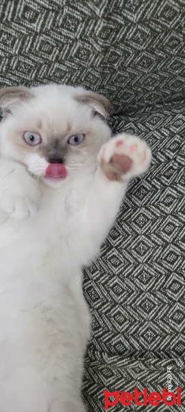 Scottish Fold, Kedi  Badem fotoğrafı