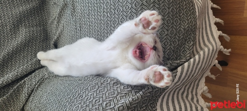 Scottish Fold, Kedi  Badem fotoğrafı