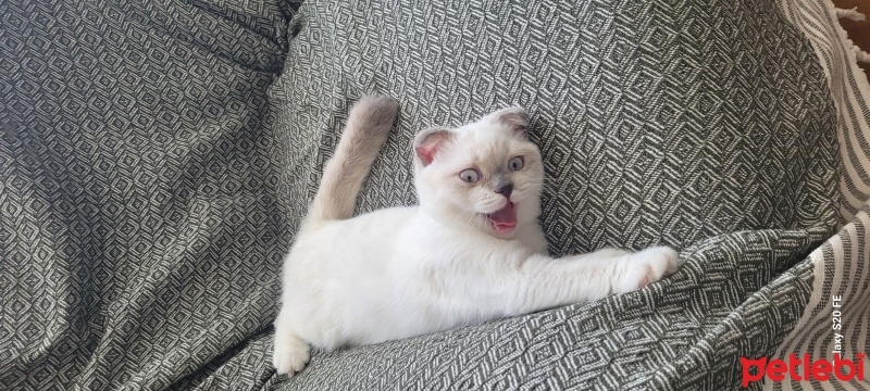 Scottish Fold, Kedi  Badem fotoğrafı