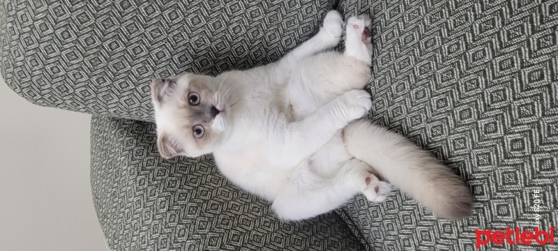 Scottish Fold, Kedi  Badem fotoğrafı