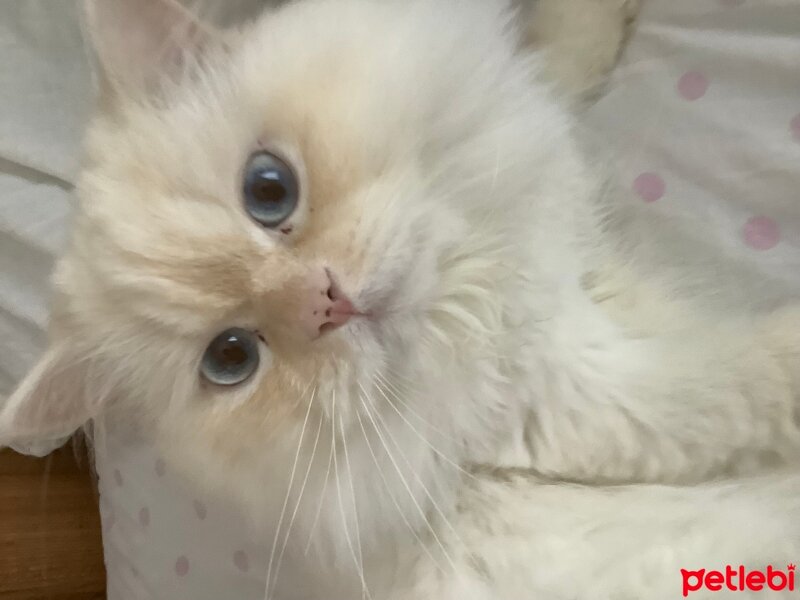 British Longhair, Kedi  Neco fotoğrafı