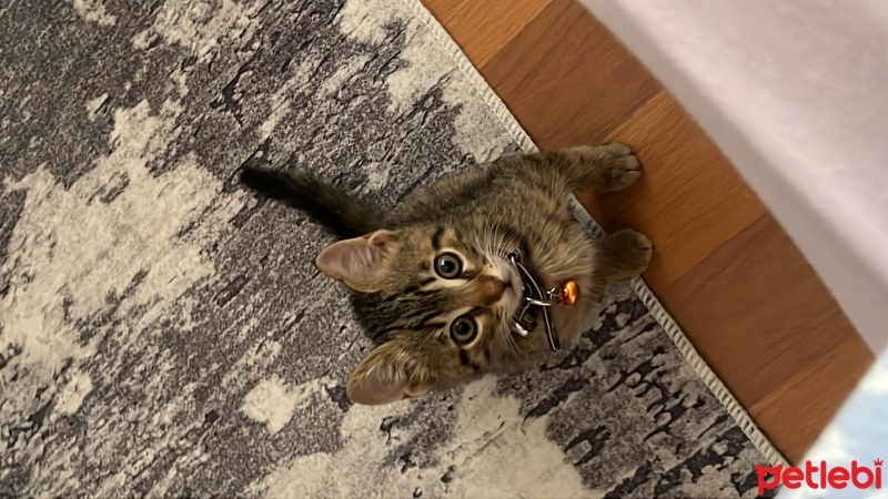 Tekir Kedi, Kedi  Gold fotoğrafı