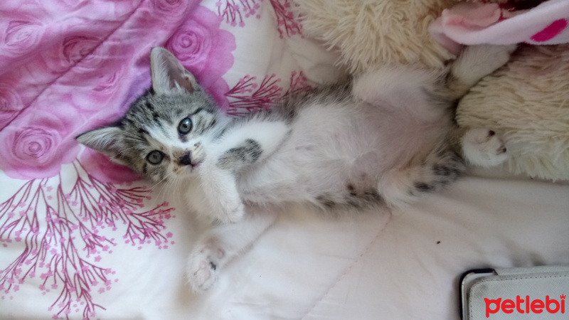 Tekir Kedi, Kedi  Minola fotoğrafı