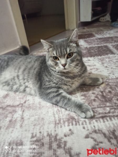 Scottish Fold, Kedi  Duman fotoğrafı