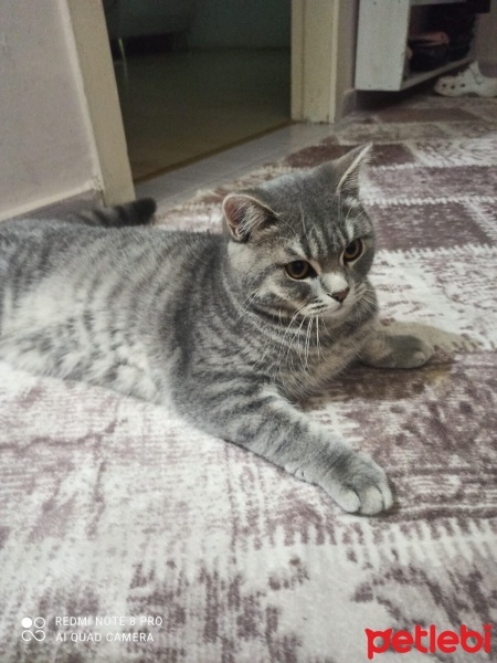 Scottish Fold, Kedi  Duman fotoğrafı