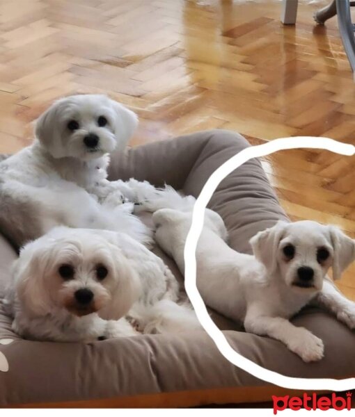 Maltese, Köpek  Loli fotoğrafı