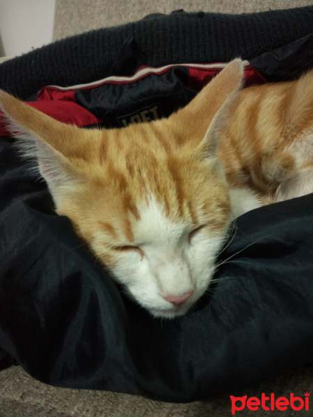Tekir Kedi, Kedi  Sarışın fotoğrafı