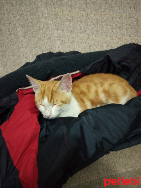 Tekir Kedi, Kedi  Sarışın fotoğrafı