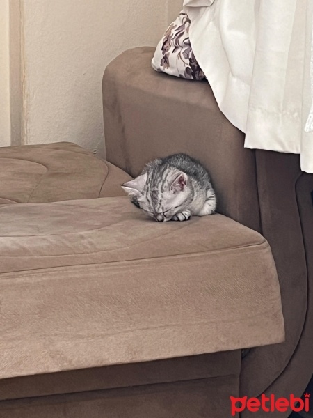 British Longhair, Kedi  Bihter fotoğrafı