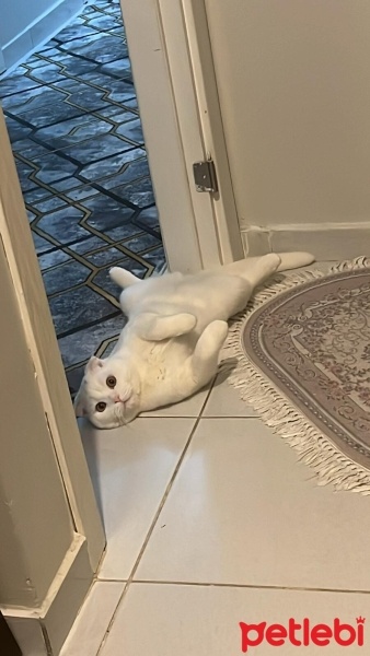Scottish Fold, Kedi  Alex fotoğrafı