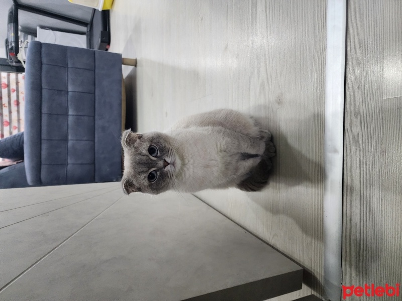 British Shorthair, Kedi  Karamel fotoğrafı