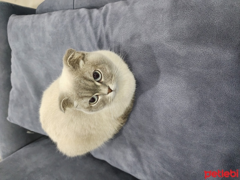 British Shorthair, Kedi  Karamel fotoğrafı