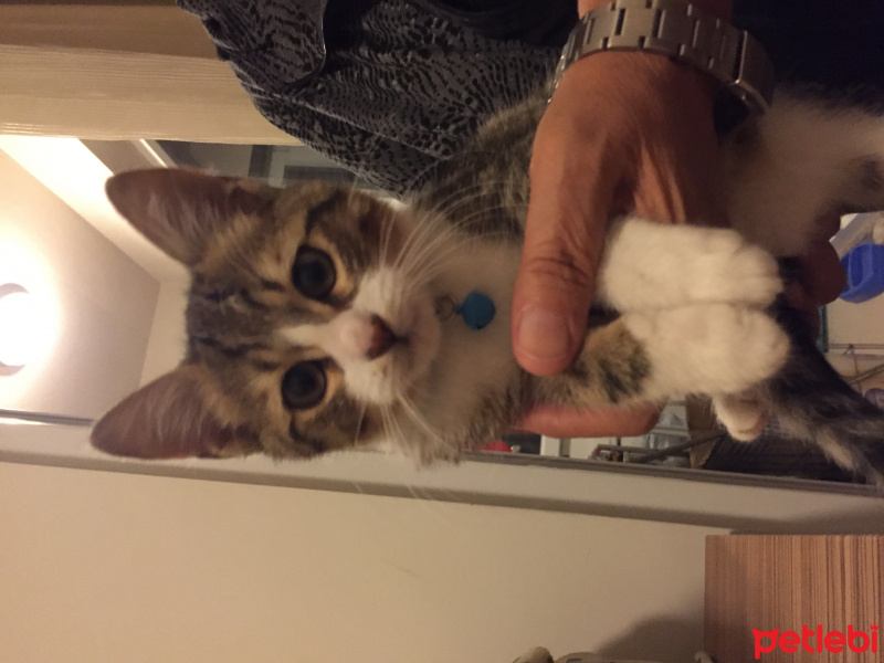 Tekir Kedi, Kedi  Minnoş fotoğrafı